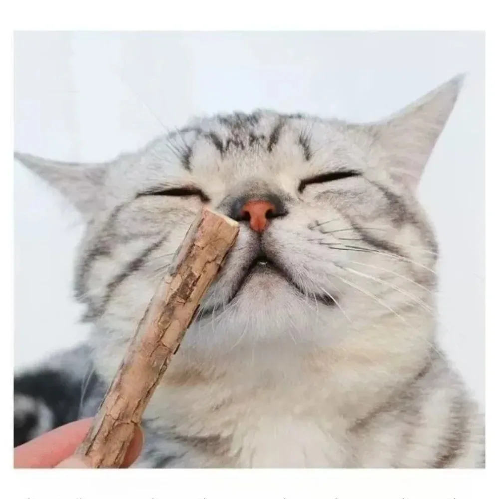 Bâtons de Silvervine naturels pour chats, jouets à mâche – Image 10